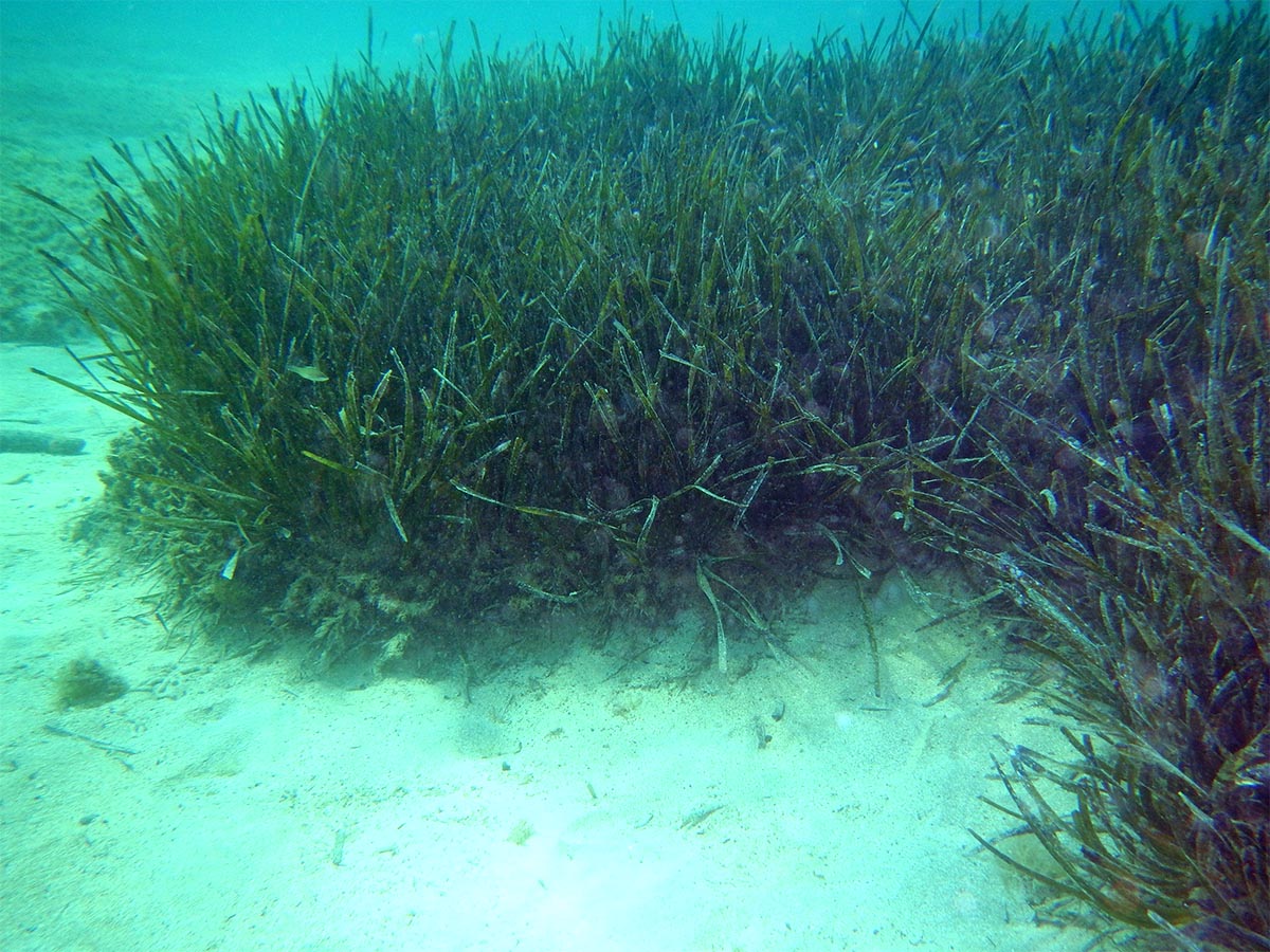 Posidonia oceanica